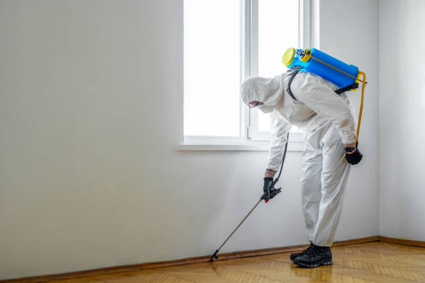 Wasp Removal Services in Sterling, IL