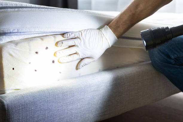 Best Wasp Removal Services  in Sterling, IL