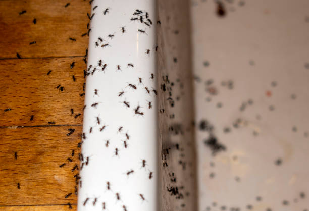 Best Ant Control Services  in Sterling, IL