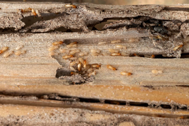 Best Emergency Pest Control  in Sterling, IL