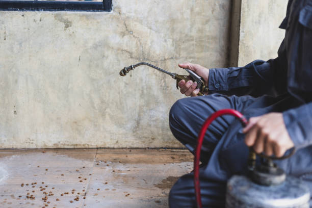 Best Flea Control Services  in Sterling, IL